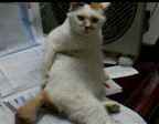 640 (11).gif